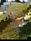 Tripp - ADOPTED 07.03.12