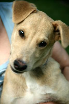 Tripp - ADOPTED 07.03.12