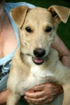 Tripp - ADOPTED 07.03.12