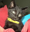 J Litter-Ash - ADOPTED 08.27.12