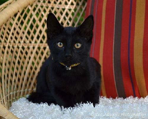 J Litter-Ash - ADOPTED 08.27.12