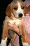 Bf Litter-Spangler-ADOPTED-6.29.12