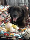 River - ADOPTED 09.01.12
