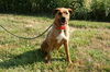 Fantasia-ADOPTED 10.14.12