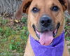 Fantasia-ADOPTED 10.14.12