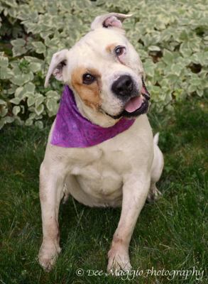 Merit-ADOPTED 01.15.13