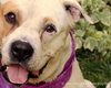 Merit-ADOPTED 01.15.13