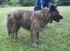 Muffy-ADOPTED 04.13.13