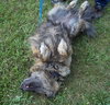 Muffy-ADOPTED 04.13.13