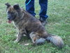 Muffy-ADOPTED 04.13.13