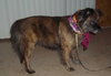 Muffy-ADOPTED 04.13.13