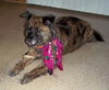 Muffy-ADOPTED 04.13.13