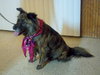 Muffy-ADOPTED 04.13.13