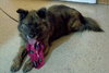 Muffy-ADOPTED 04.13.13