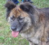 Muffy-ADOPTED 04.13.13