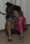 Muffy-ADOPTED 04.13.13