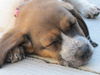 Cf Litter-Bonnie-ADOPTED-7.7.12