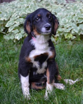 Ef Litter-Sassy-ADOPTED 7.9.12