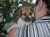 Ff Litter-Zsa Zsa