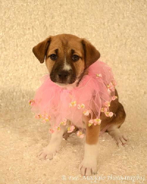 Ff Litter-Zsa Zsa