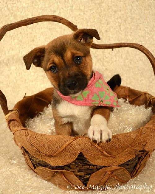 Ff Litter-Zella-ADOPTED
