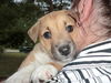 Ff Litter-Zena-ADOPTED