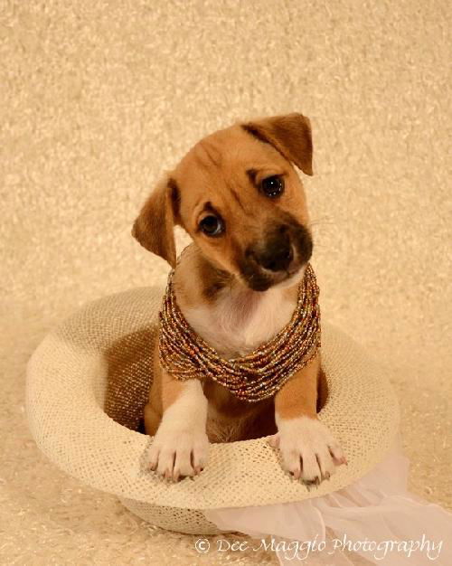 Ff Litter-Zena-ADOPTED