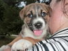Ff Litter- Zackary-ADOPTED