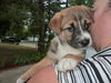 Ff Litter- Zackary-ADOPTED
