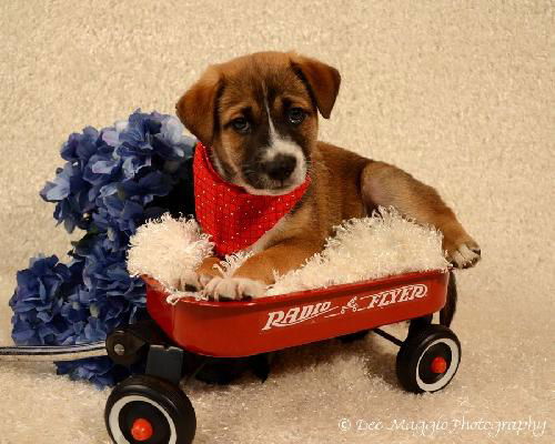 Ff Litter- Zackary-ADOPTED