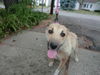 Ff Litter-Zola-Mom/Foster Mom-ADOPTED