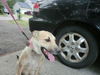 Ff Litter-Zola-Mom/Foster Mom-ADOPTED
