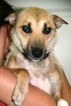 Ff Litter-Zola-Mom/Foster Mom-ADOPTED
