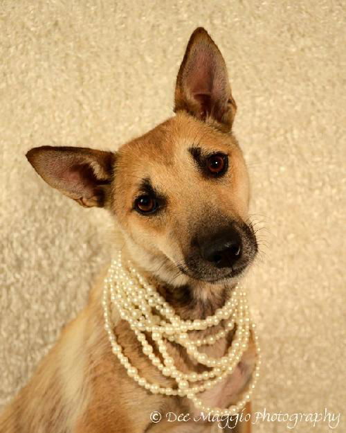 Ff Litter-Zola-Mom/Foster Mom-ADOPTED