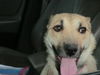 Ff Litter-Zola-Mom/Foster Mom-ADOPTED