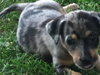 Hf Litter-Chelsea-PENDING