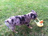 Hf Litter-Chelsea-PENDING