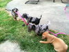 Hf Litter-Chelsea-PENDING
