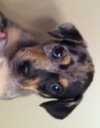 Hf Litter-Chelsea-PENDING