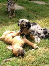 Hf Litter-Chelsea-PENDING