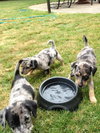 Hf Litter-Chelsea-PENDING