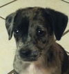 Hf Litter-Chance - ADOPTED 7.6.12