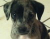 Hf Litter-Chance - ADOPTED 7.6.12