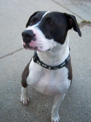 Miss Betsy-ADOPTED 12.01.12