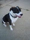 Miss Betsy-ADOPTED 12.01.12