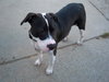 Miss Betsy-ADOPTED 12.01.12