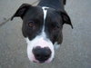 Miss Betsy-ADOPTED 12.01.12