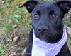 If Litter Etta - ADOPTED 09.15.12