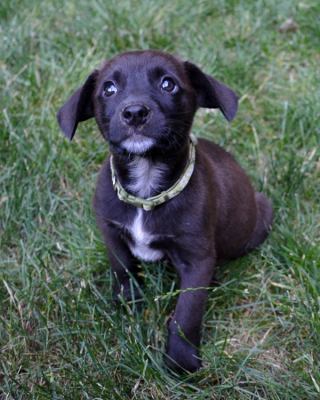 Jf Litter-Daisy Doodle - ADOPTED 07.08.12