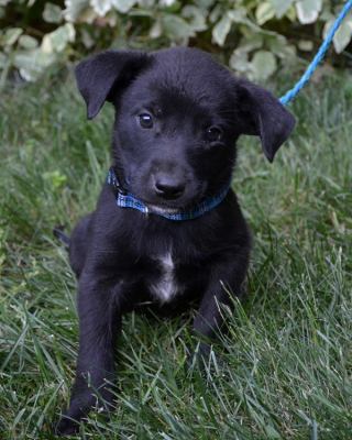 Jf Litter-Dexter - ADOPTED 07.25.12